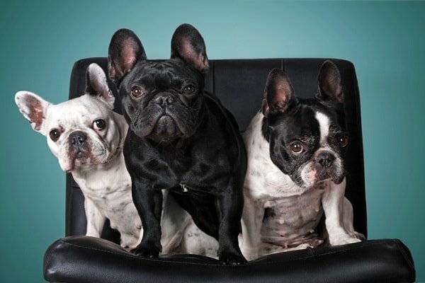Drei Französische Bulldoggen auf Stuhl