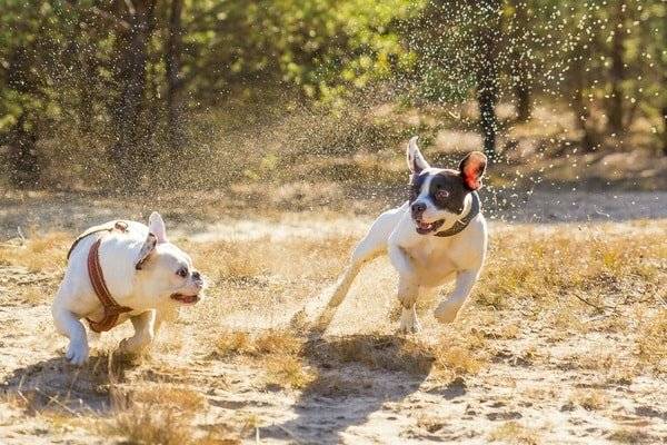 Zwei Französische Bulldoggen beim Laufen