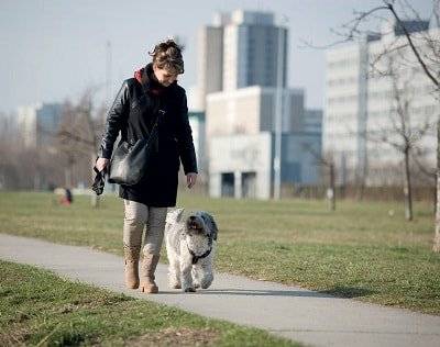 hundefuhrerschein informationen zum sachkundenachweis check24