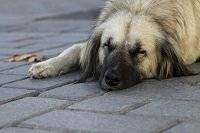 Schlafender Hund auf der Straße