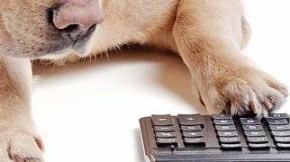 Hundehaftpflicht Vergleich Hundehaftpflichtversicherung Check24