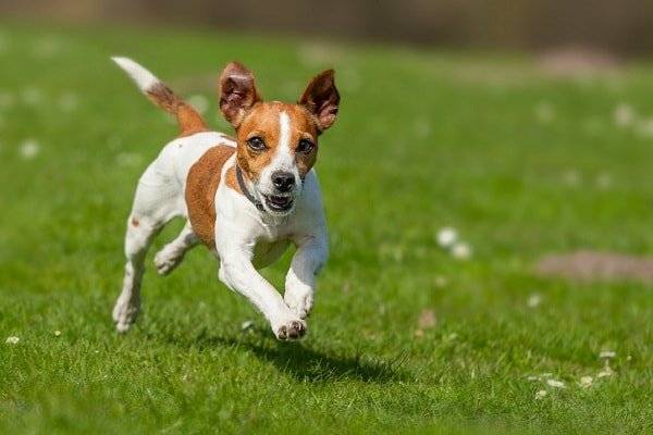 Jack Russell Terrier laufend