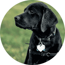 Labrador mit Marke am Halsband