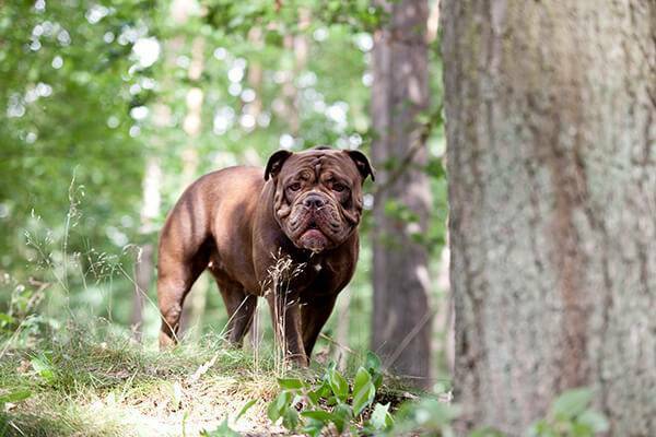 Old English Bulldog im Wald