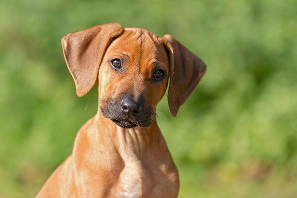Rhodesian Ridgeback Steckbrief - Hundehaftpflicht | CHECK24