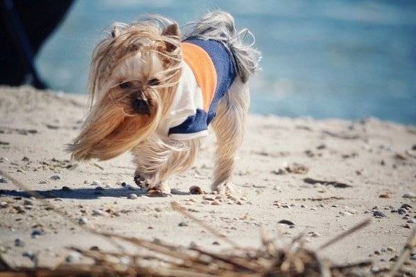 Yorkshire Terrier am Strand
