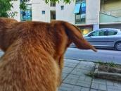 Hundekopf von hinten und Straße