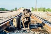 Hund mit Koffer auf Gleis