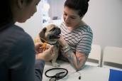 Frauchen und Hund beim Tierarzt