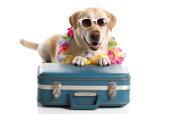 Hund mit Sonnenbrille und Koffer