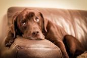 Labrador auf Couch