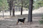 Rottweiler im Wald