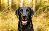 Labrador in Nahaufname im Wald