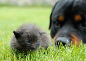 Katze und Rottweiler