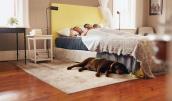 Hund im Schlafzimmer neben Bett