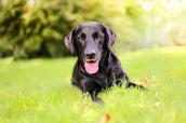 Labrador steckt die Zunge raus