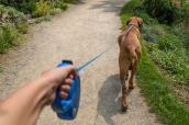 Hunde an Leine im Park