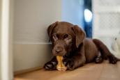 Ein brauner Labradorwelpe mit Kauknochen.