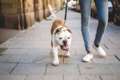 Hund_Stadt_1094894520