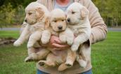 drei Hundewelpen