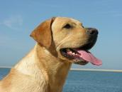 Hechelnder Hund