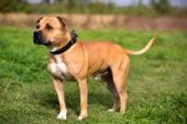 Staffordshire-Bullterier