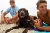 Labrador am Strand
