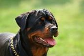 Kopf eines hechelnden Rotweilers.