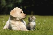 Hunde und Katze liegen nebeneinander auf der Wiese und blicken nach links.