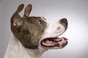 Hund in Wartestellung