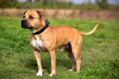 Staffordshire-Bullterrier steht auf einer Wiese