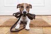 Liegender Jack Russel mit Hundeleine im Maul.