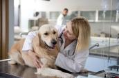 Tierärztin streichelt Hund.