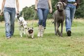 Drei Personen führen jeweils einen Hund an der Leine.