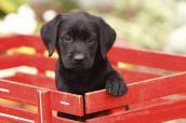 Labrador-Welpe