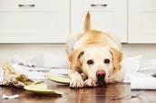 Hunde scherben Boden