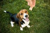 Beagle mit Belohnung