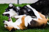 Kampf zwischen zwei Hunden