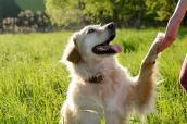Ein Golden Retriever gibt Pfote.