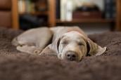Schlafender Hund auf Teppich