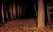 Wald bei Nacht