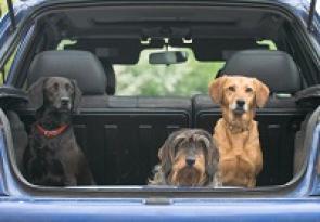 Drei Hunde sitzen im geöffneten Kofferraum und blicken hinaus.