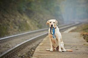 Hund sitzt an einem verlassenen Zugbahnstei und hält eine Leine in der Schnauze.