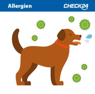 Hund mit Allergie