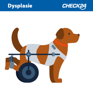 Hund mit Dysplasie