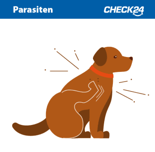 Hund mit Parasiten