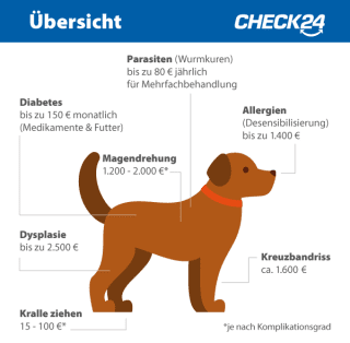 Hundekrankheiten im Überblick