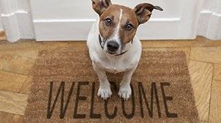 Hundekrankenversicherung Top Anbieter Bei Check24 Vergleichen