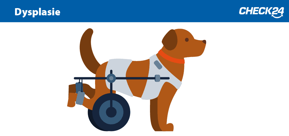 Hundekrankenversicherung Top Anbieter Bei Check24 Vergleichen