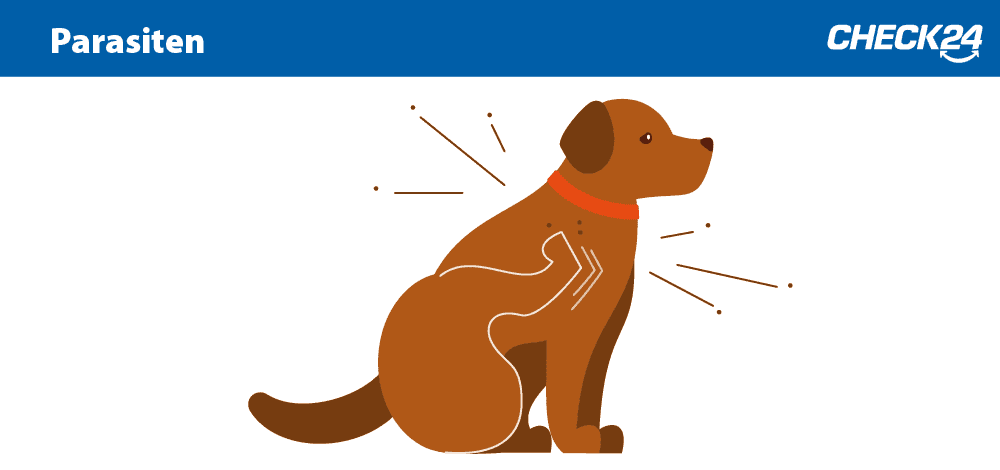 Hundekrankenversicherung Top Anbieter Bei Check24 Vergleichen